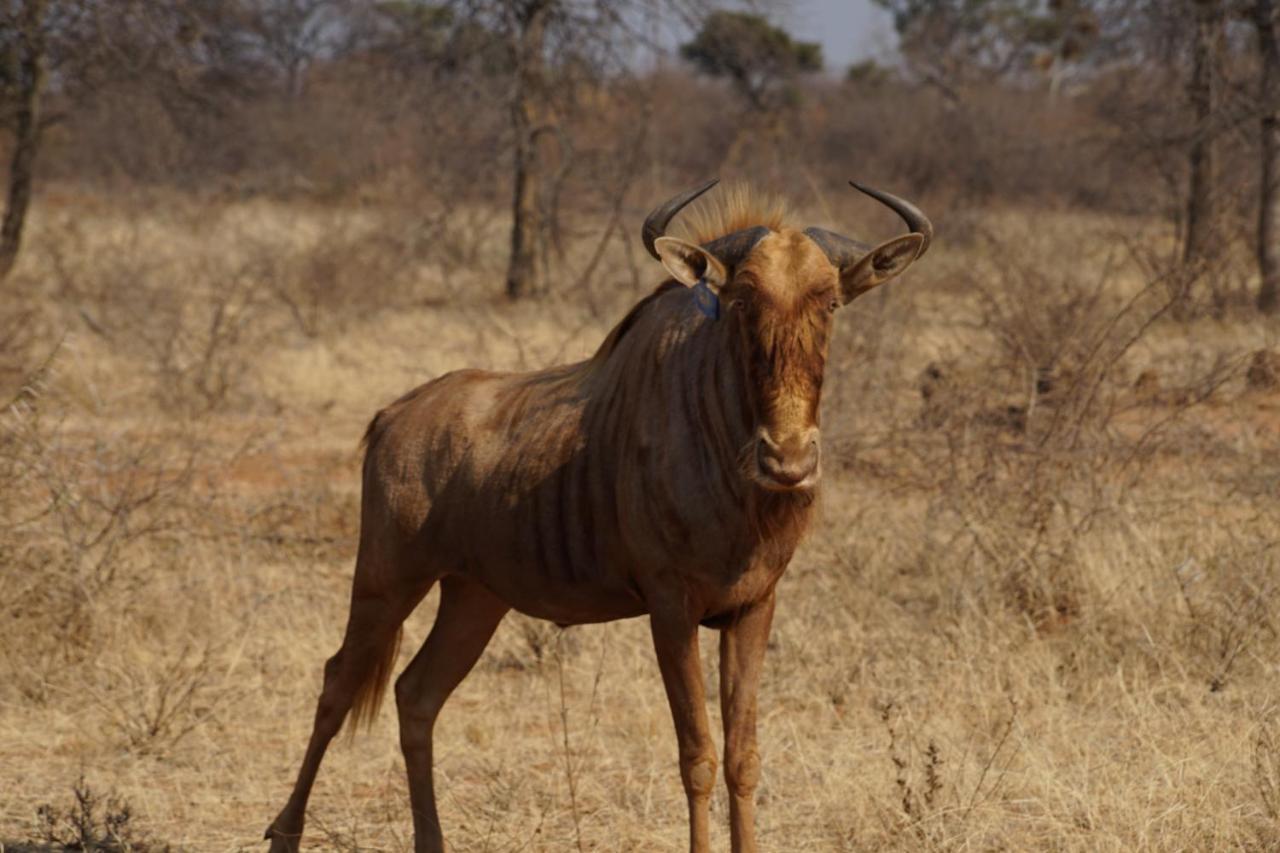 Kwele Game Lodge Beauty Exterior foto