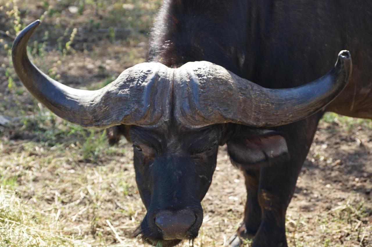 Kwele Game Lodge Beauty Exterior foto